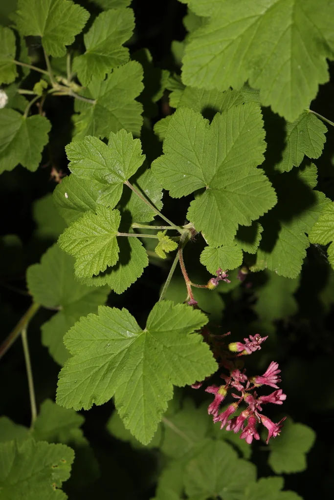 Ribes Sanguineum
