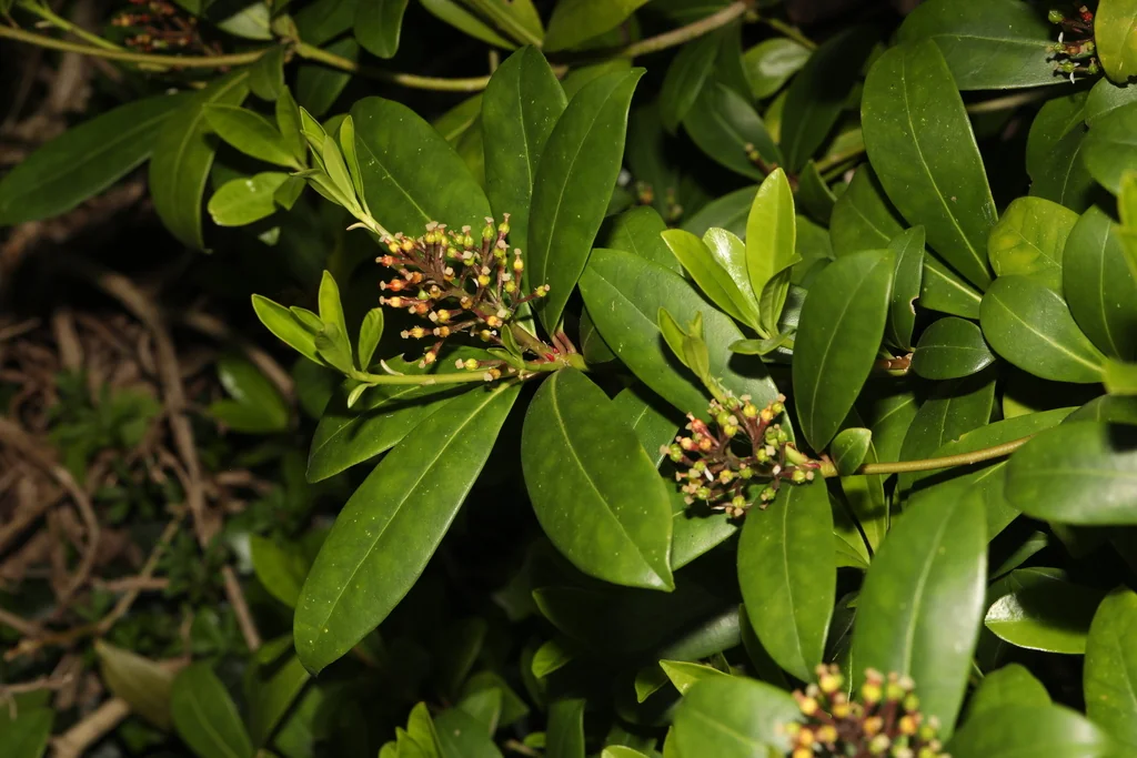 Skimmia Japonica