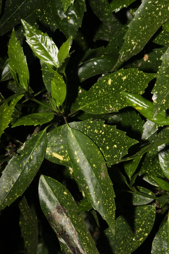 Aucuba Japonica