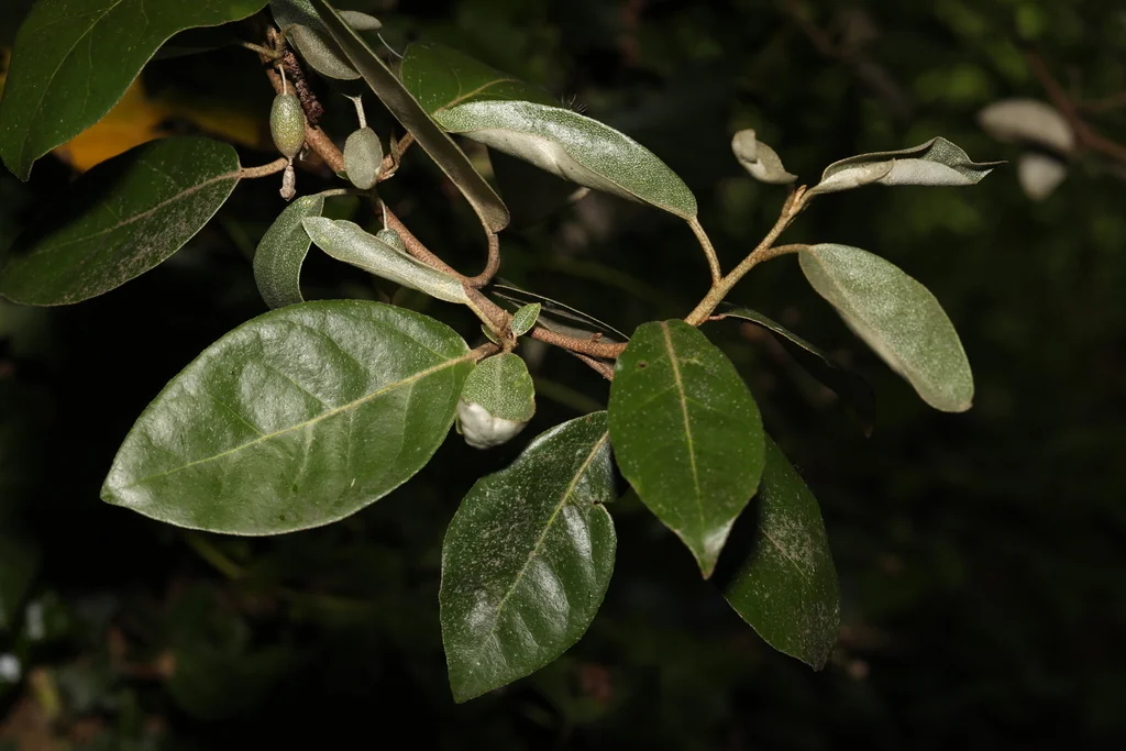 Elaeagnus Pungens