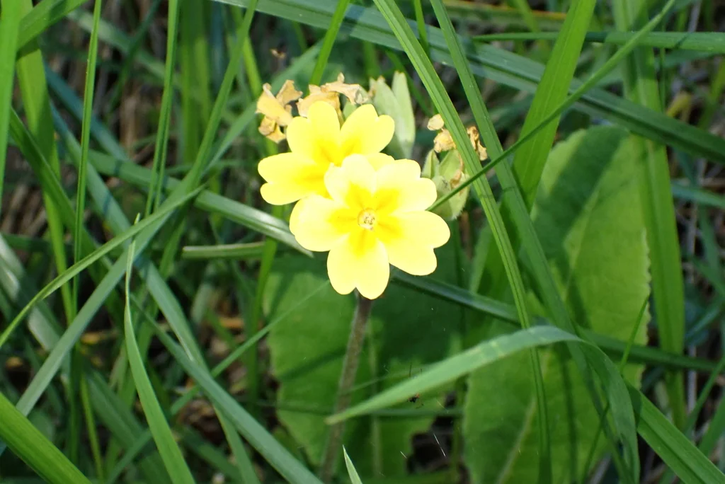 Primula X Polyantha