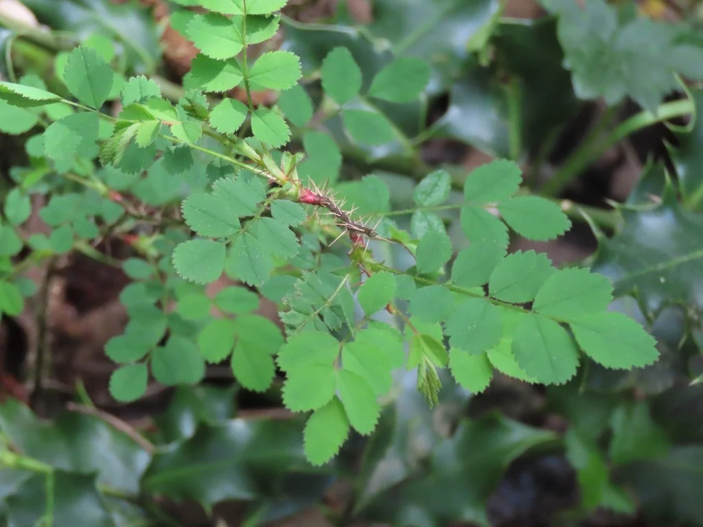 Rosa gymnocarpa