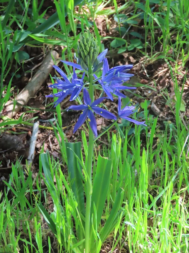 Camassia Leichtlinii