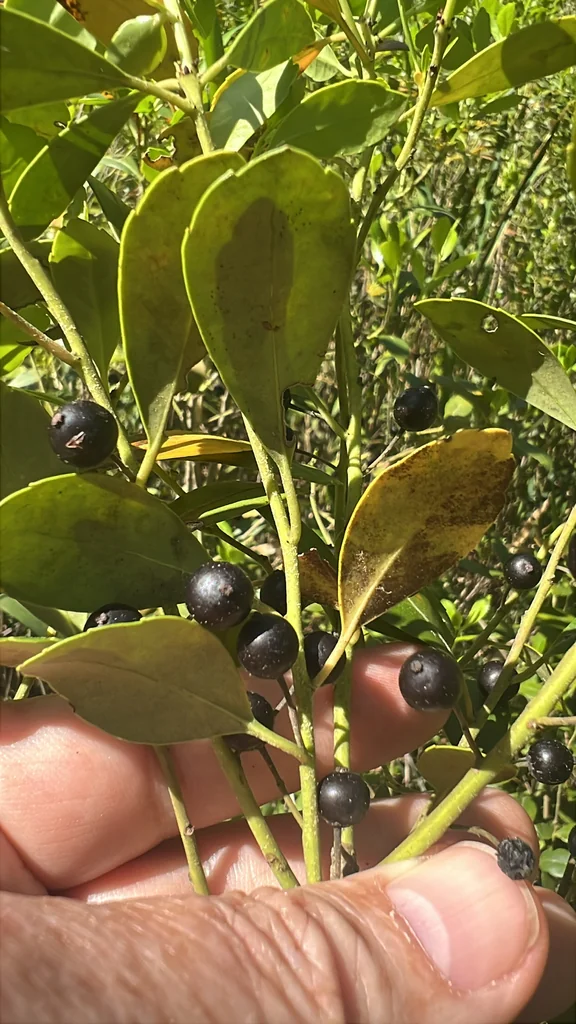 Ilex glabra