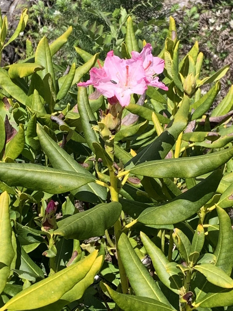 Rhododendron Macrophyllum