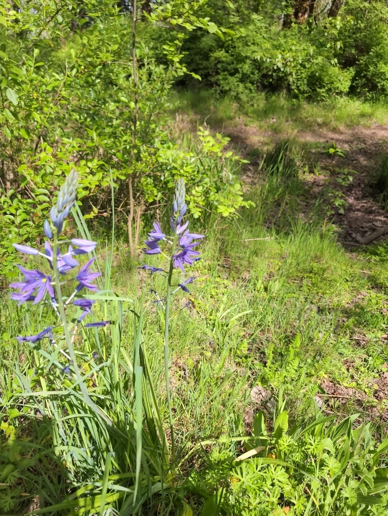 Camassia Leichtlinii