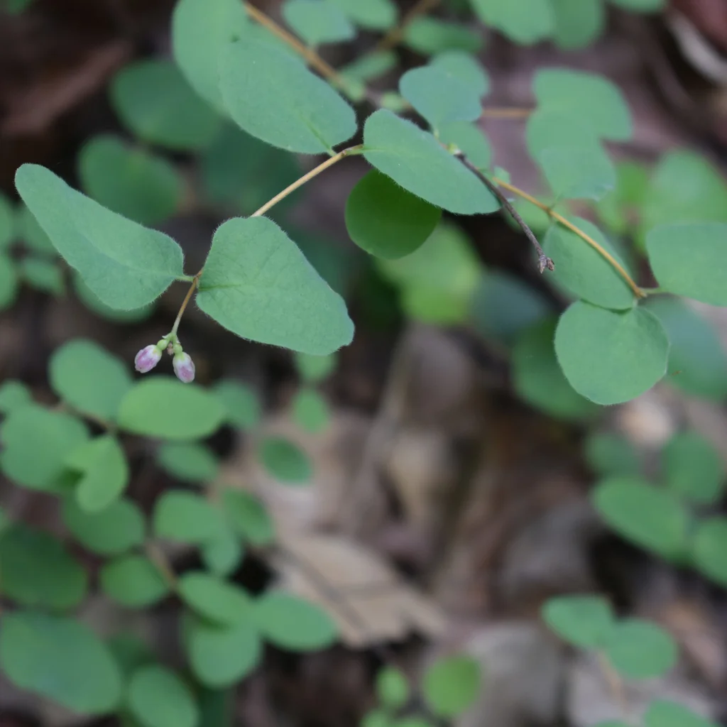 Symphoricarpos Mollis