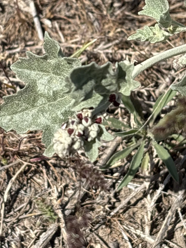Sphaeralcea Munroana