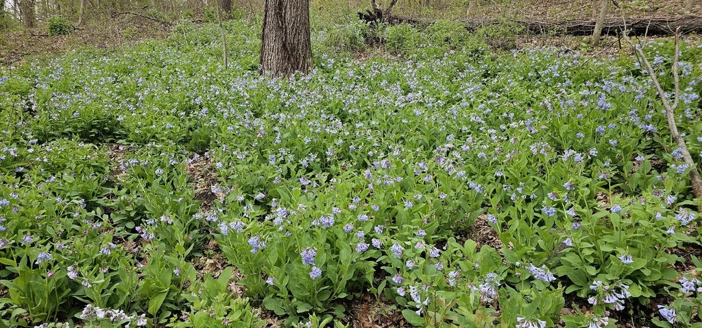 Mertensia Virginica