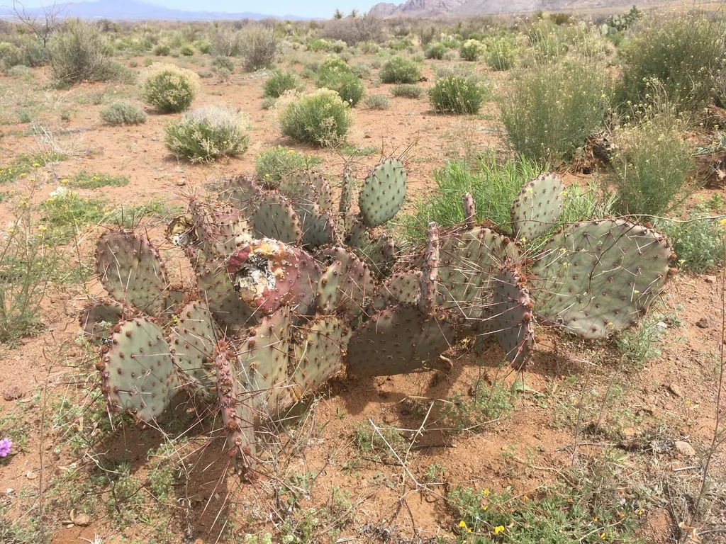 Opuntia Macrocentra