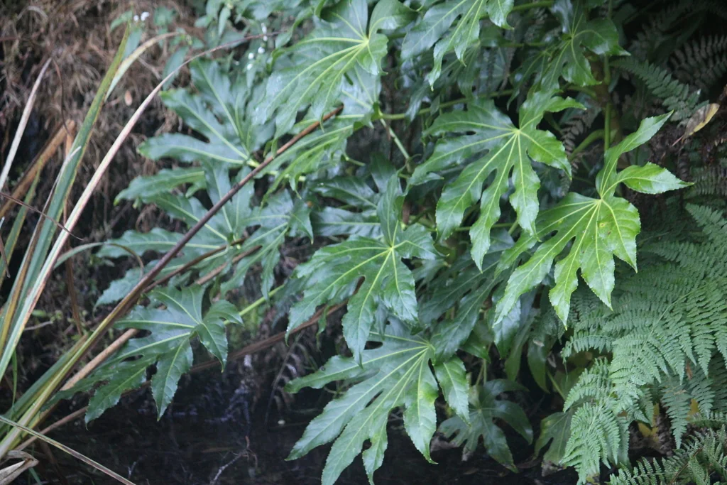 Fatsia Japonica