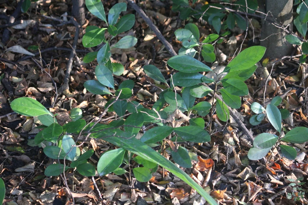 Corynocarpus Laevigatus