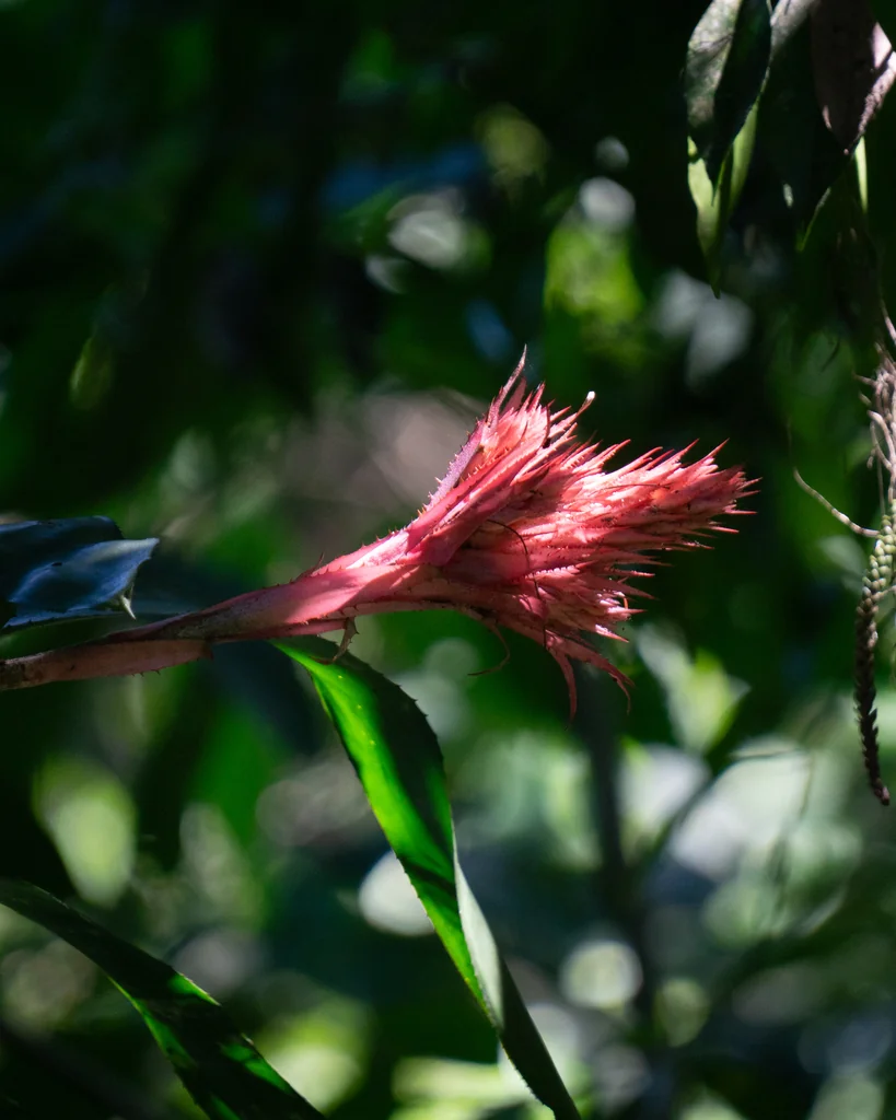 Aechmea Fasciata