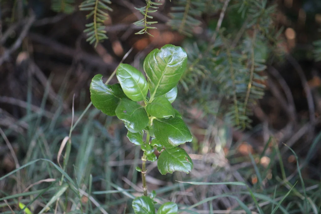 Coprosma repens