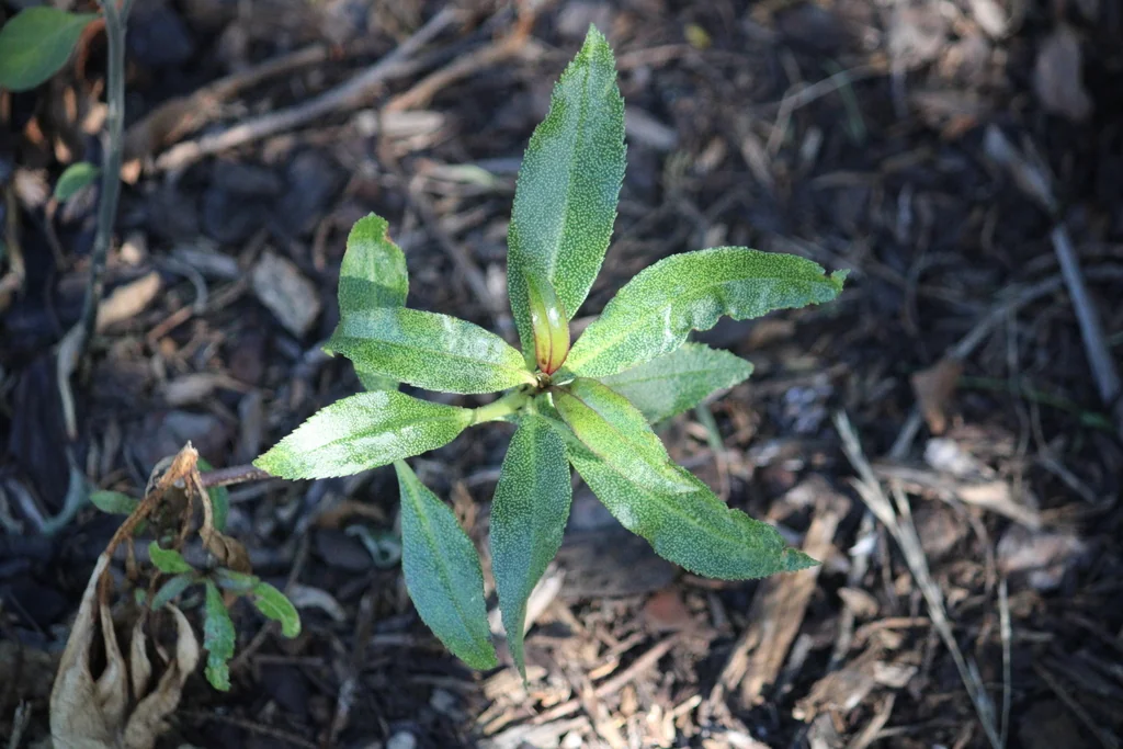 Myoporum Laetum
