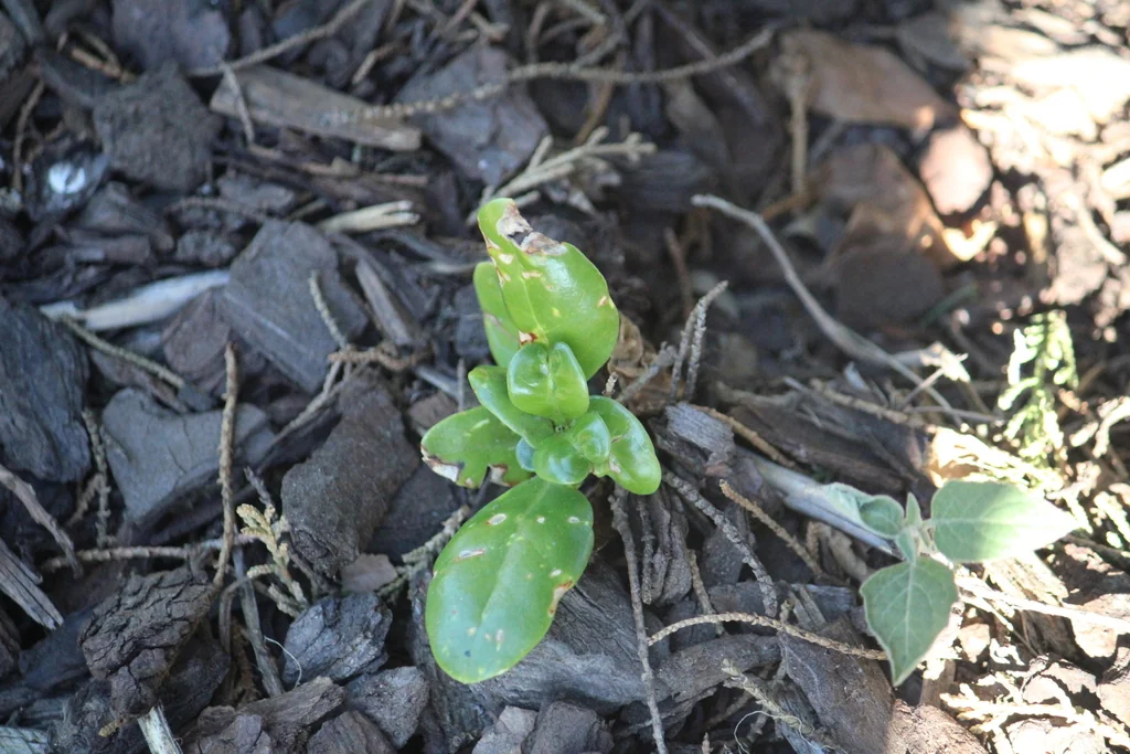 Coprosma repens