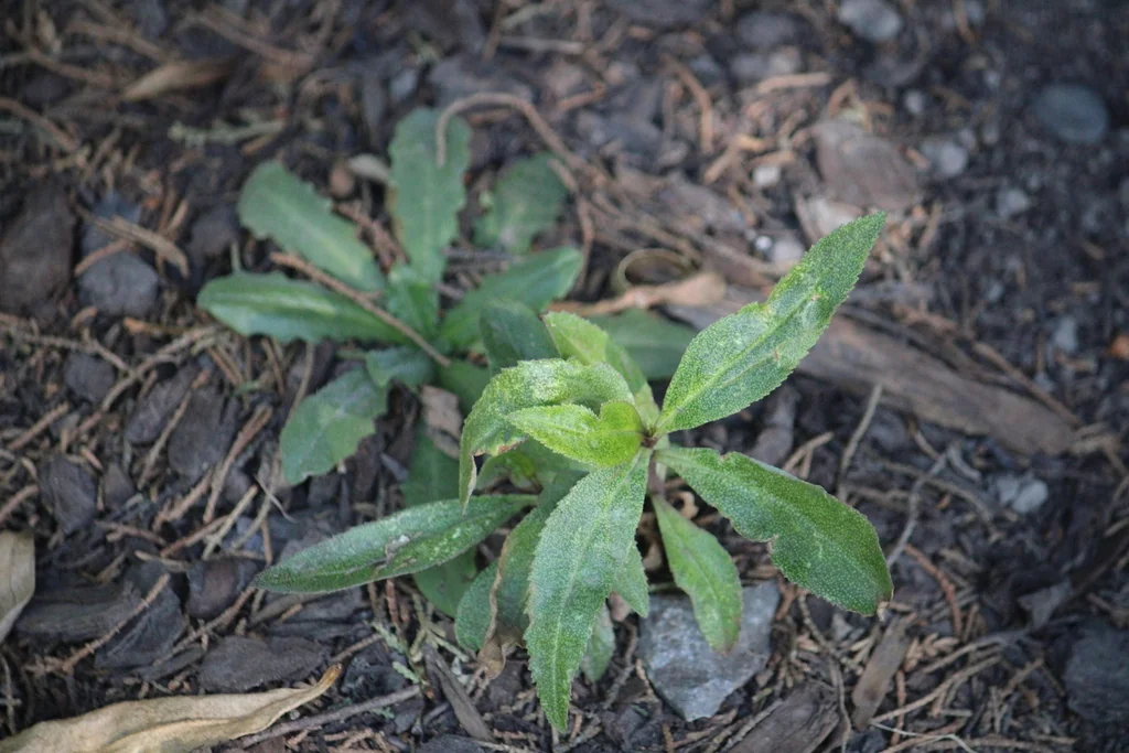 Myoporum Laetum