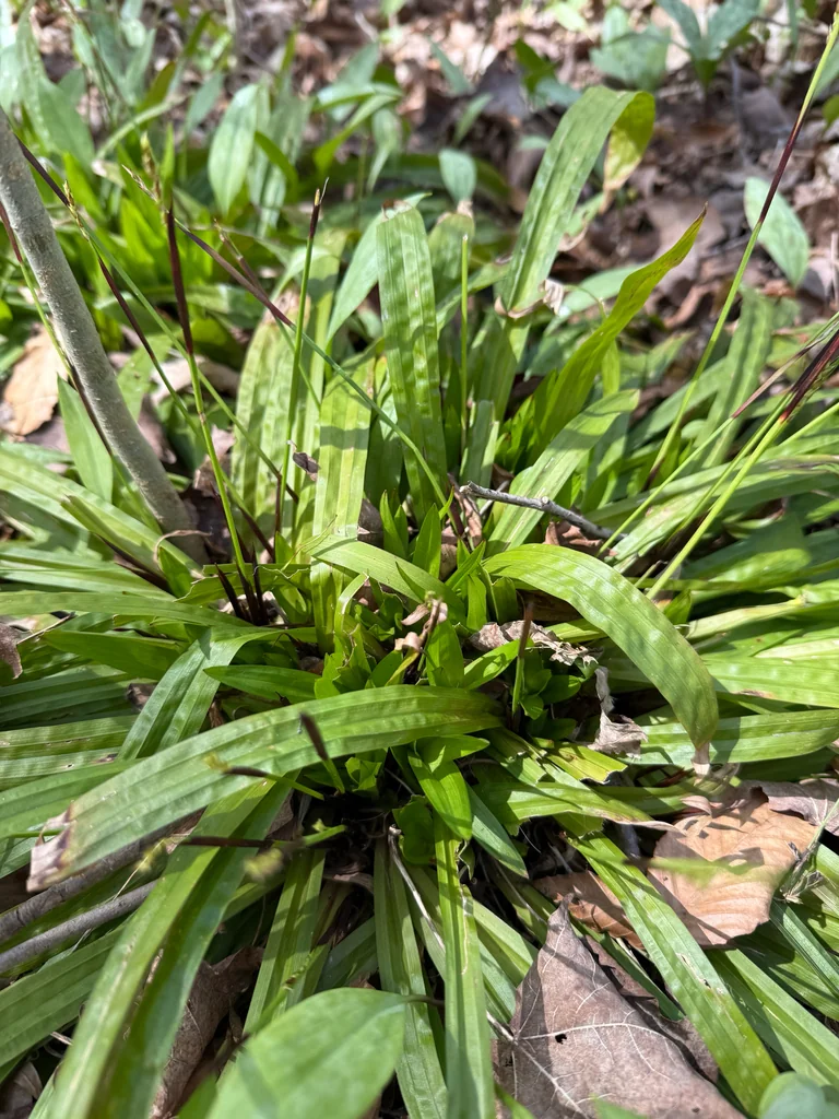 Carex plantaginea