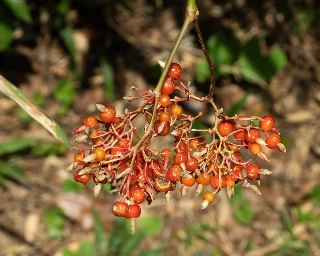 Stromanthe sanguinea