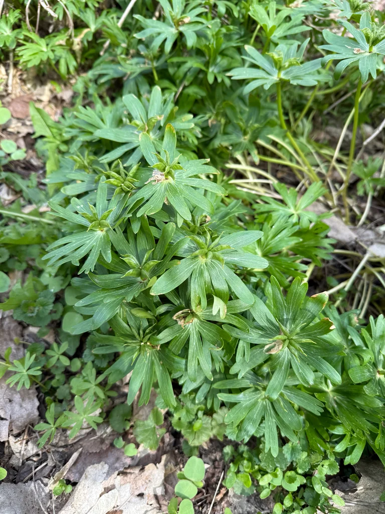 Eranthis Hyemalis