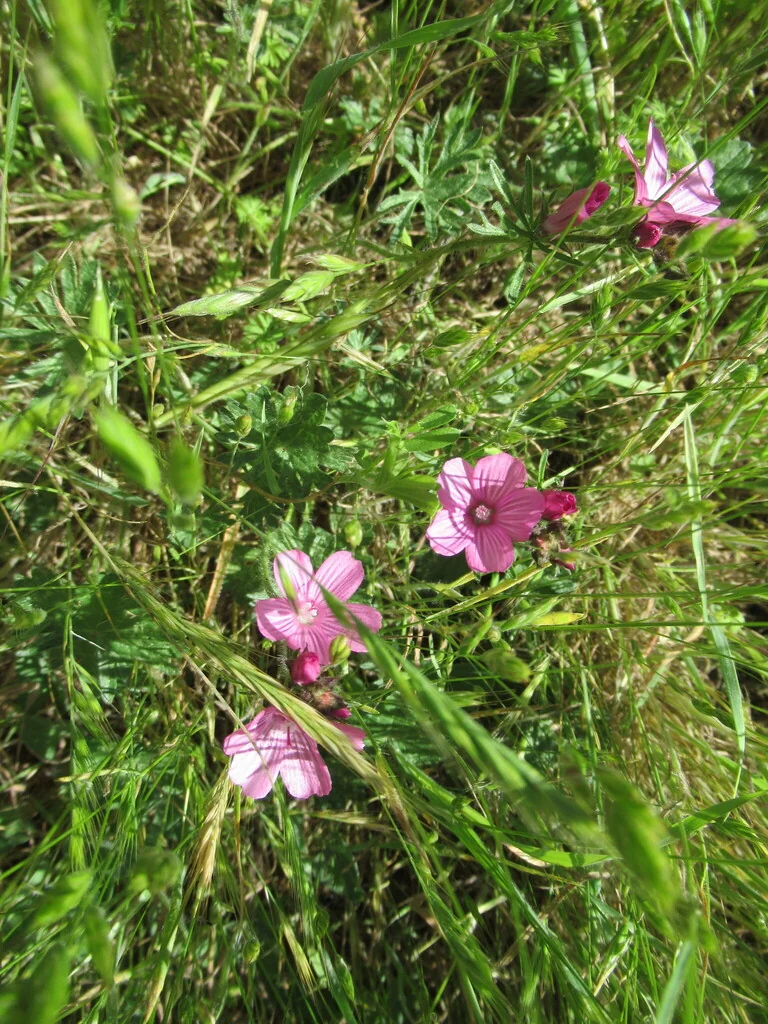 Sidalcea Malviflora