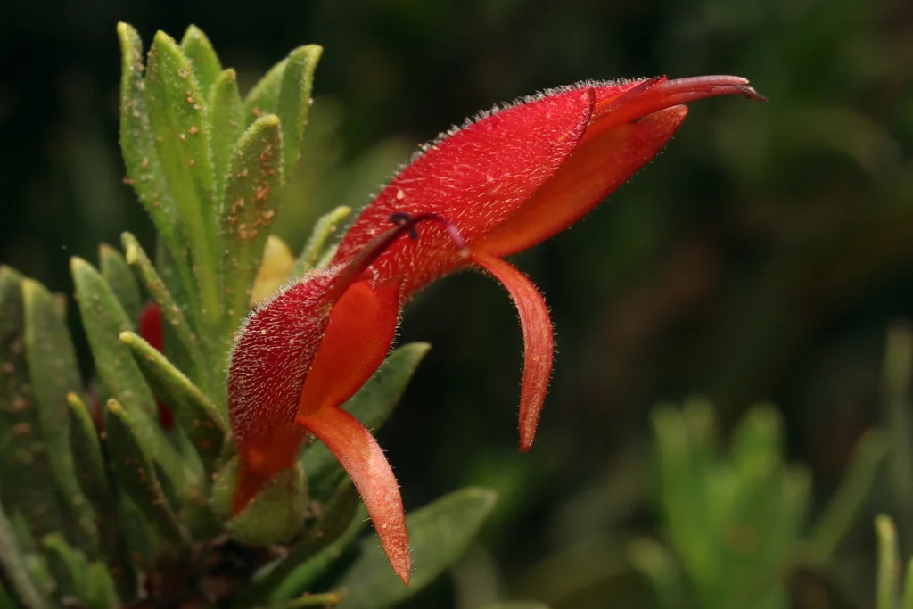 Eremophila Glabra