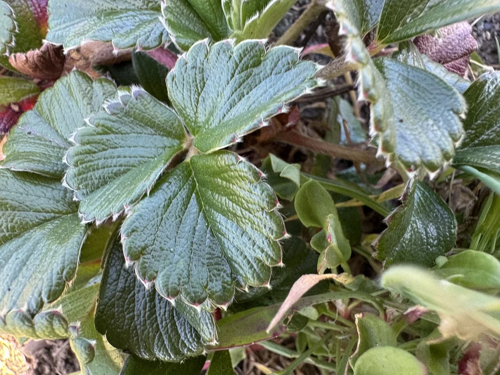 Fragaria chiloensis