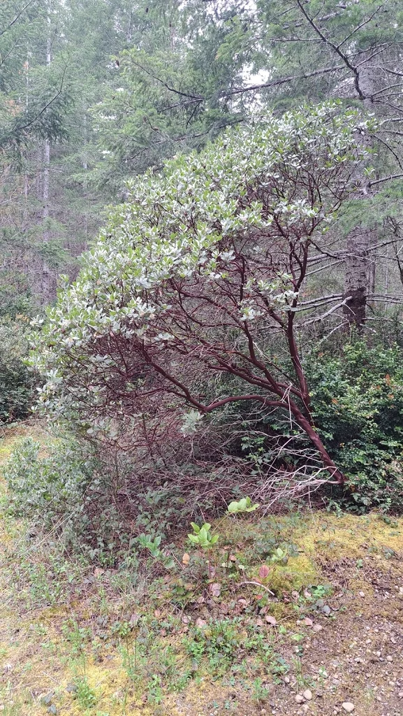 Arctostaphylos Columbiana