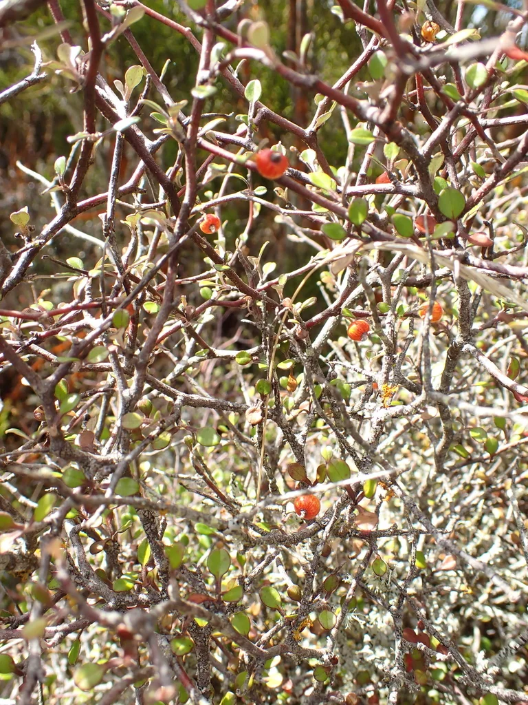Corokia Cotoneaster