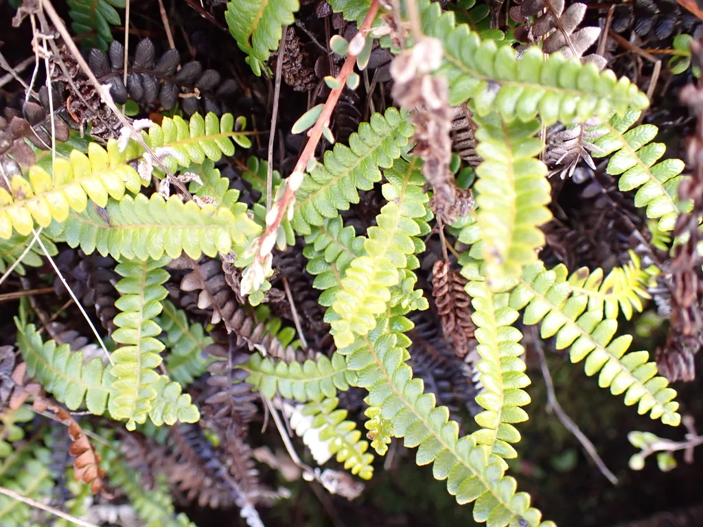 Blechnum Penna-Marina