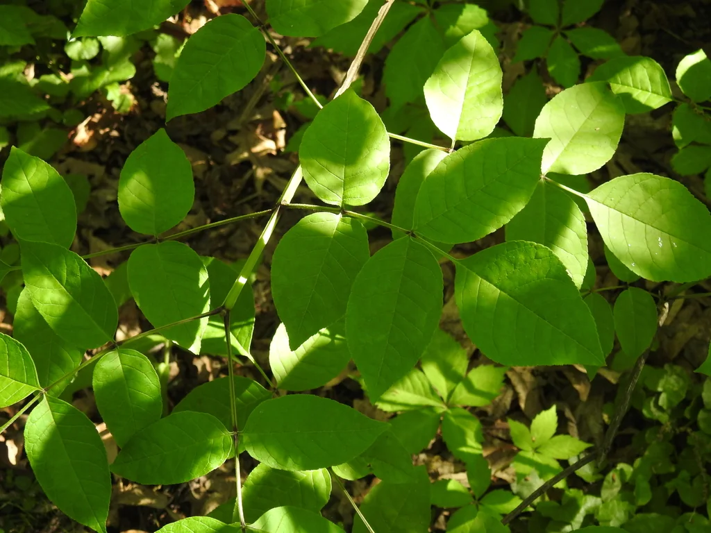 Fraxinus Quadrangulata