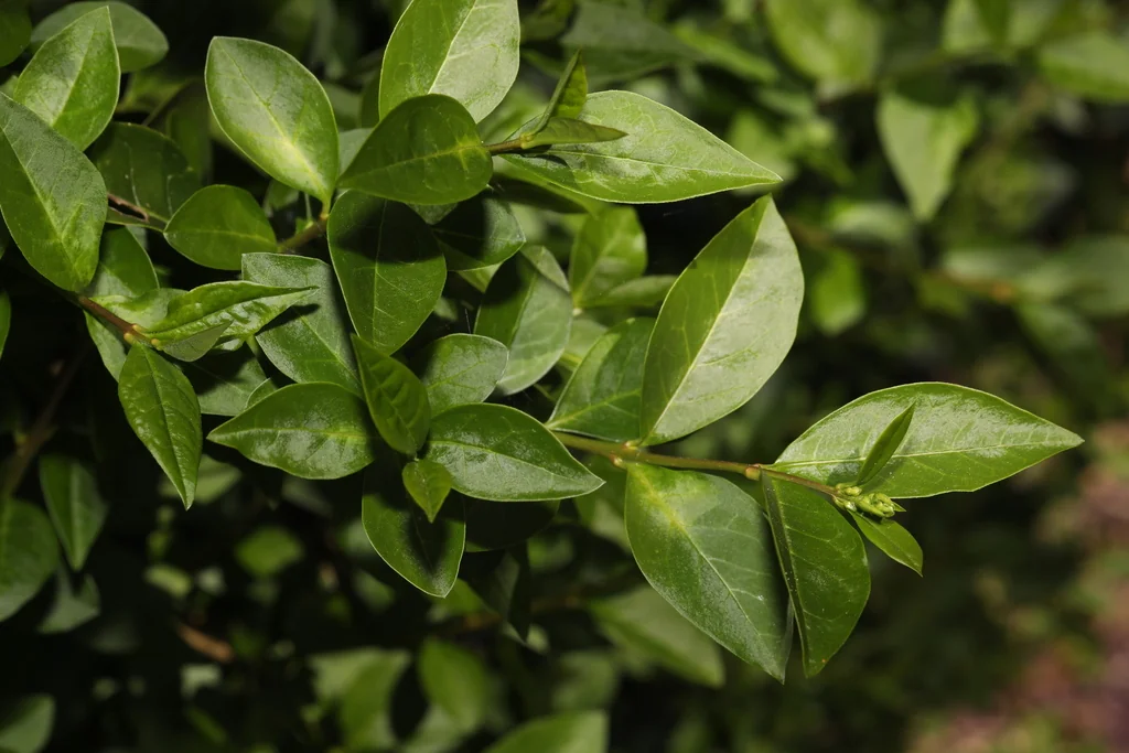 Ligustrum Ovalifolium