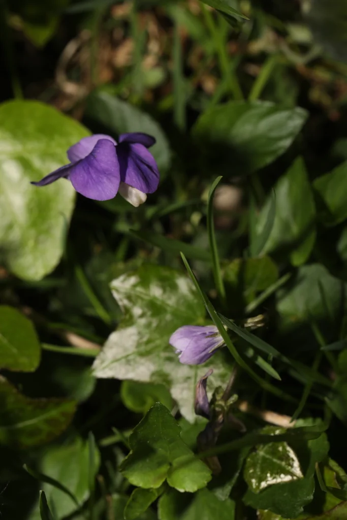 Viola Odorata