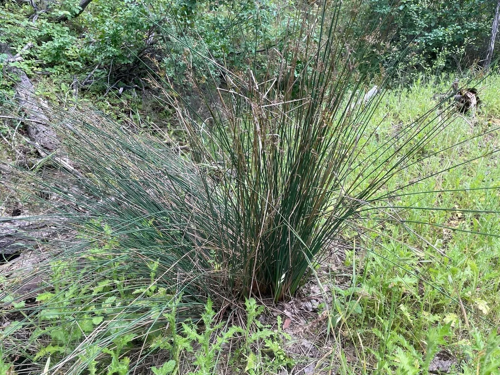 Juncus Patens