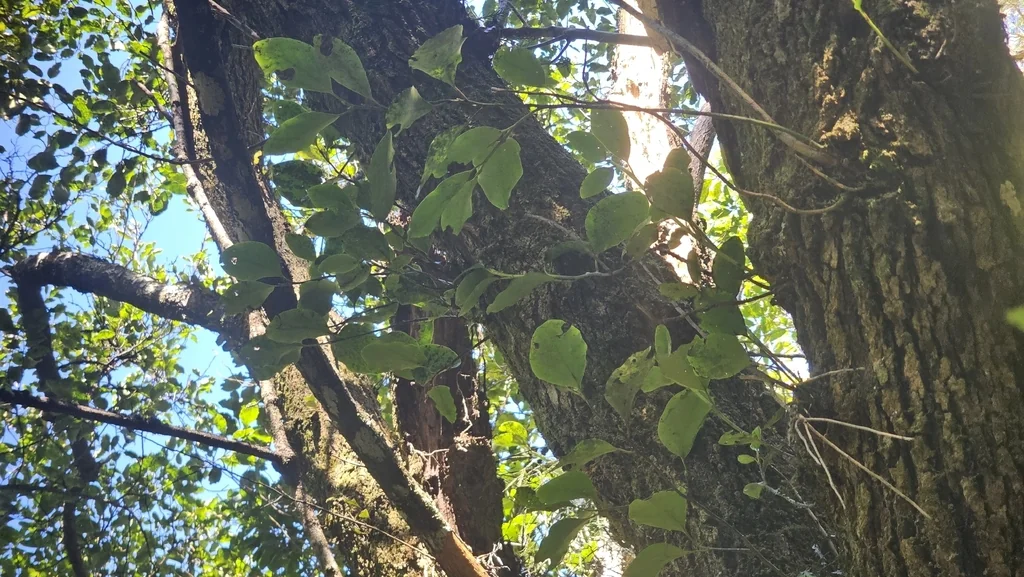Griselinia Littoralis
