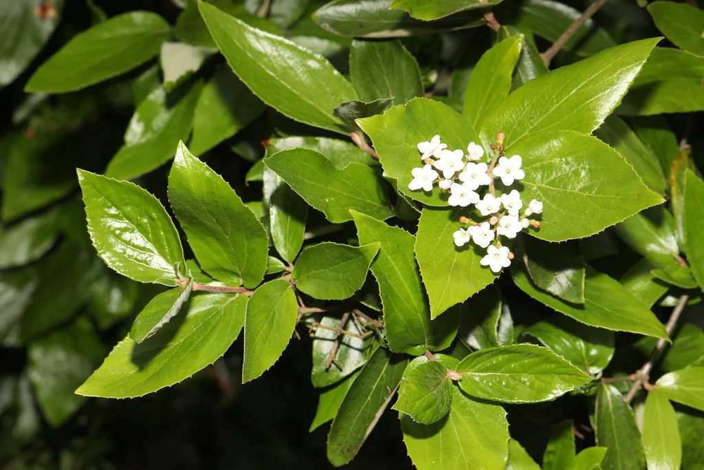 Viburnum X Burkwoodii