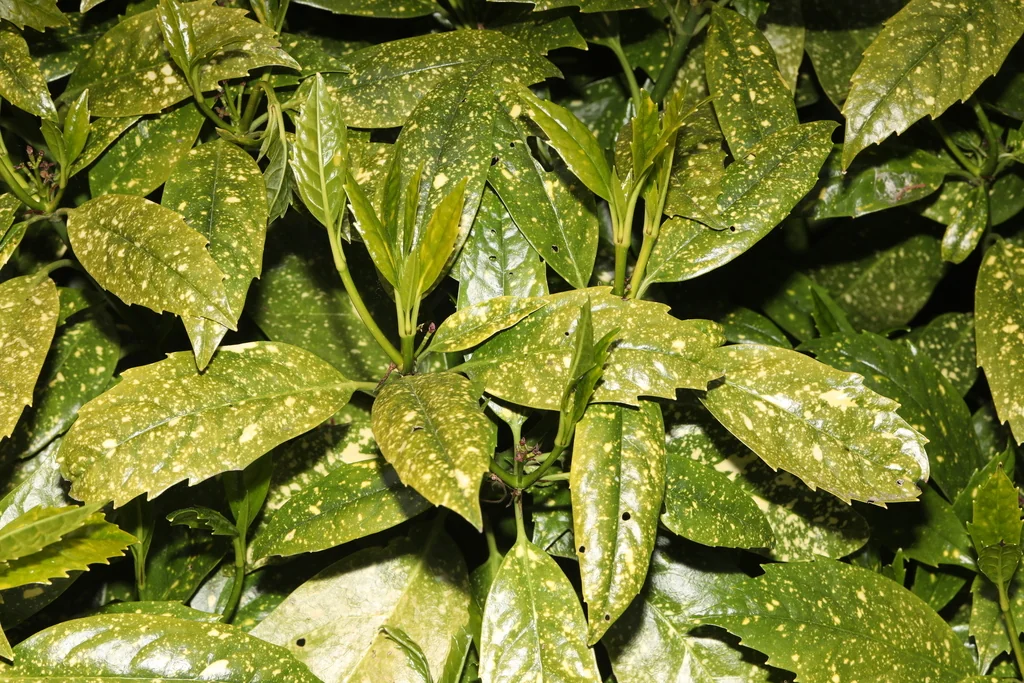 Aucuba Japonica