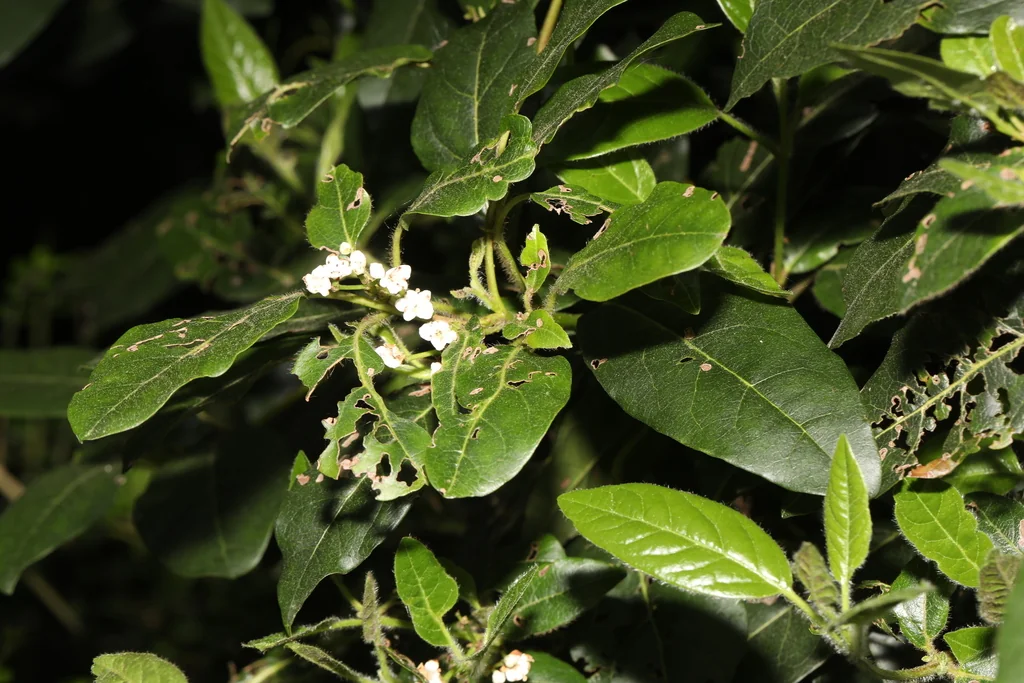 Viburnum Tinus