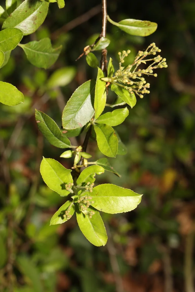 Pyracantha Coccinea