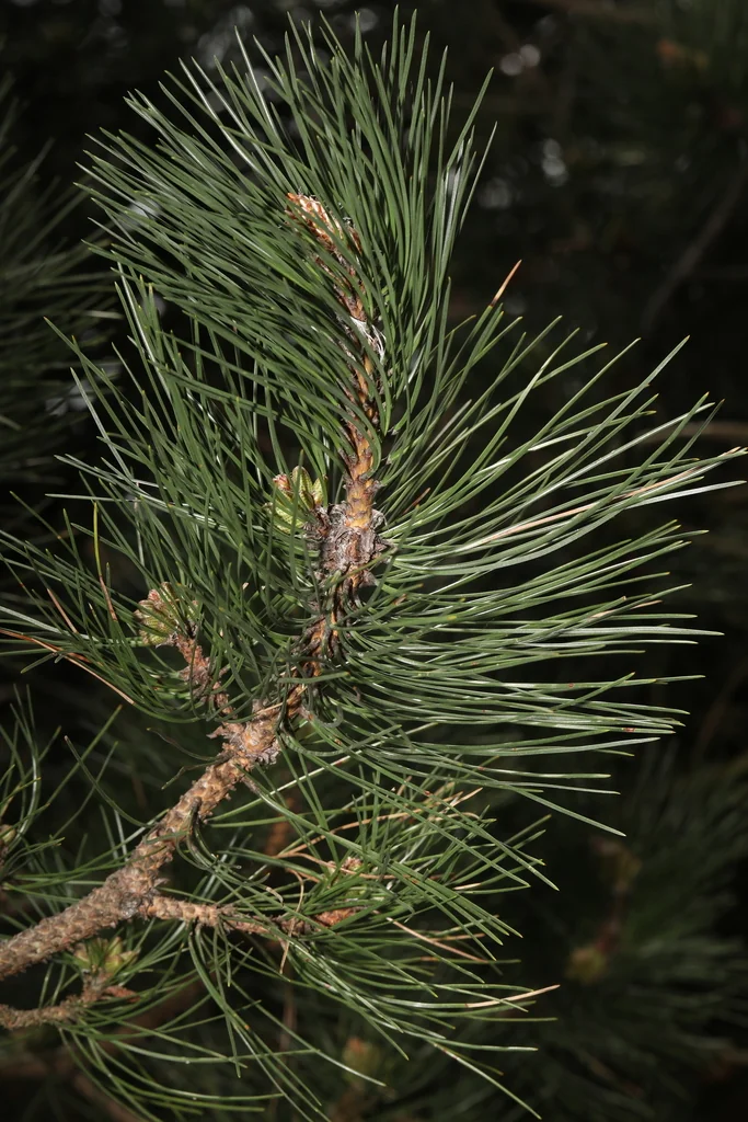 Pinus nigra