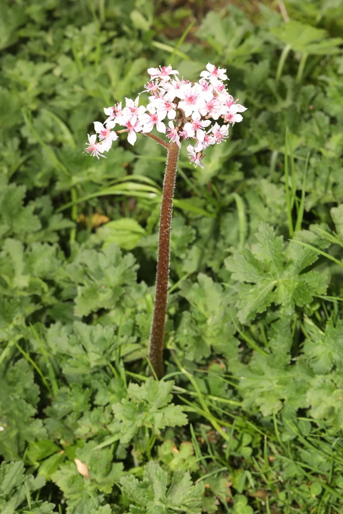 Darmera Peltata