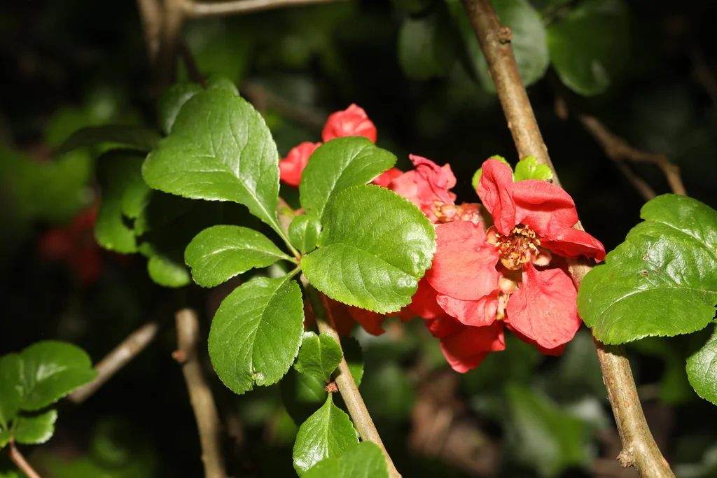 Chaenomeles speciosa