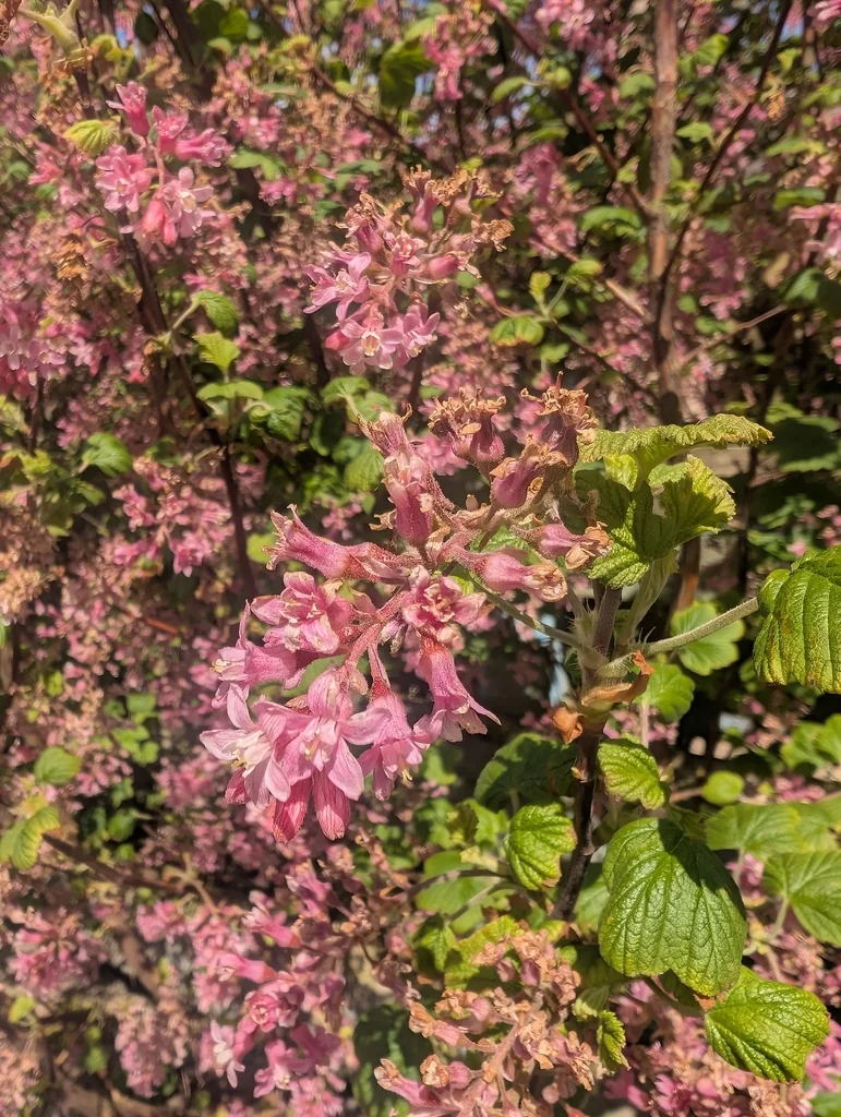 Ribes Sanguineum