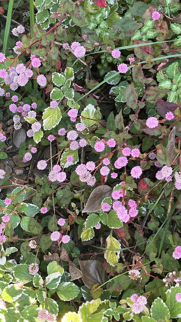 Persicaria Capitata