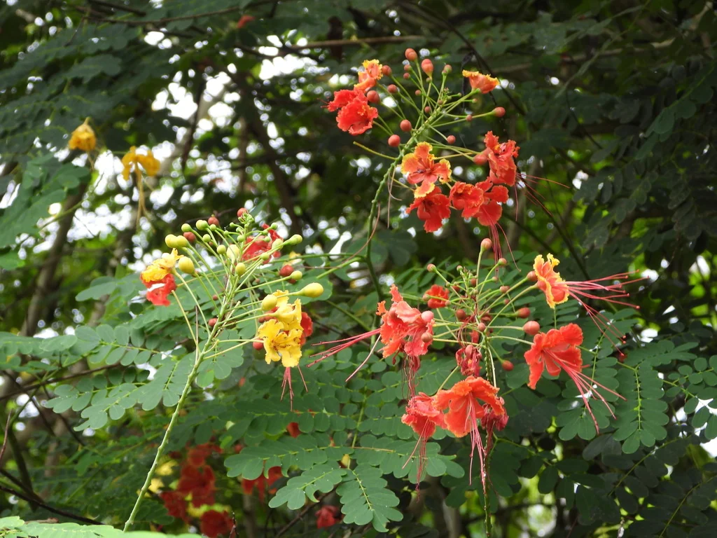 Caesalpinia Pulcherrima