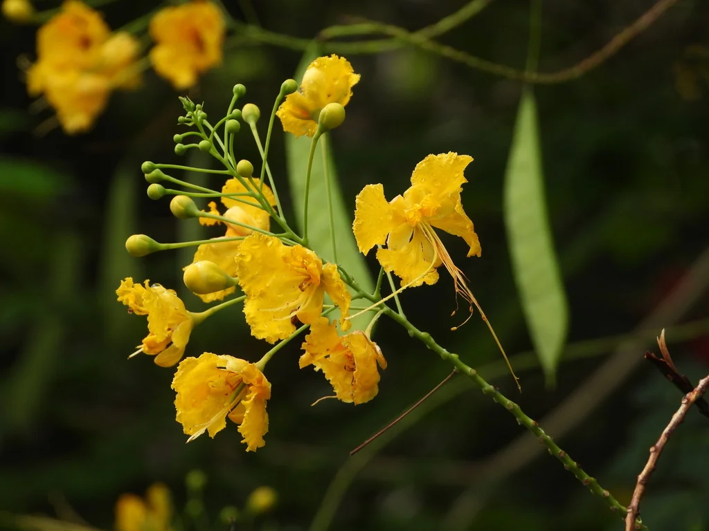Caesalpinia Pulcherrima
