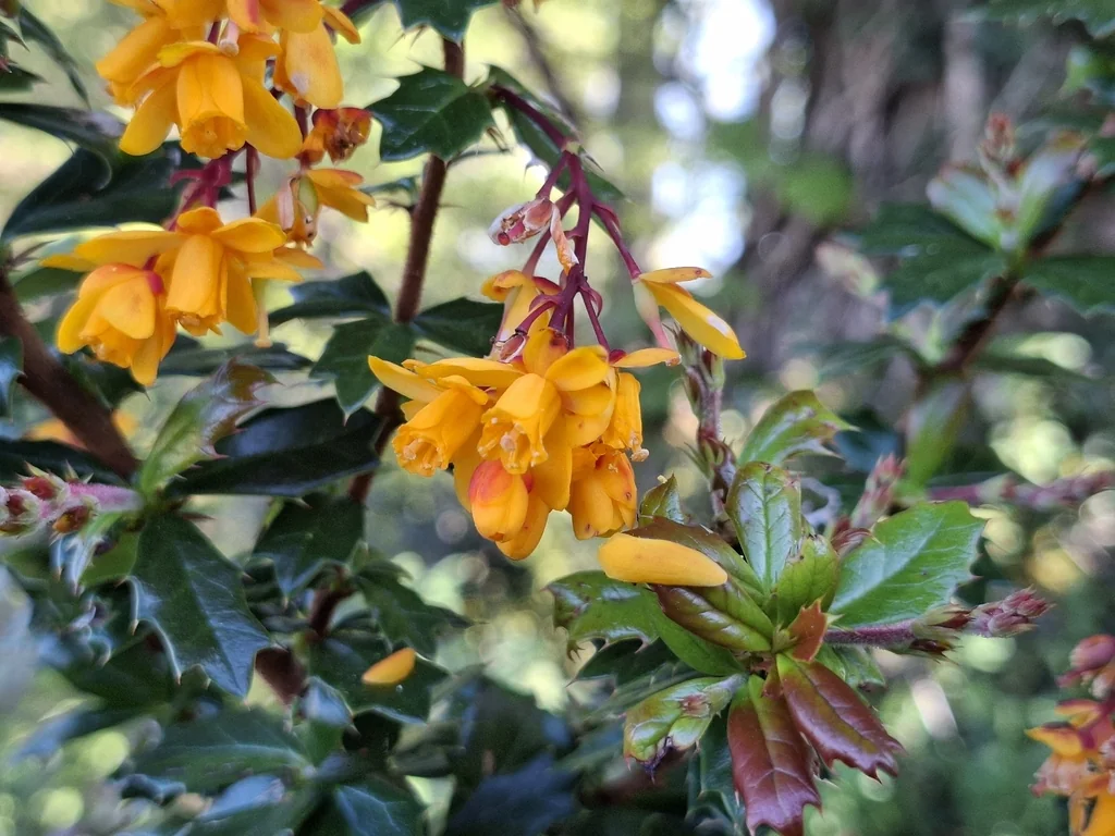 Berberis Darwinii