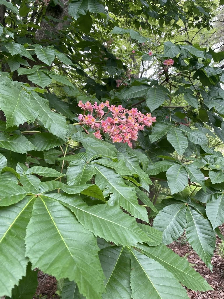Aesculus Pavia