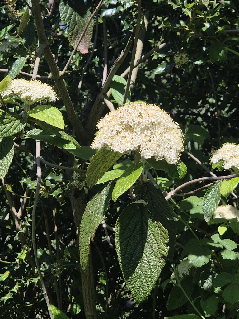 Viburnum Rhytidophyllum