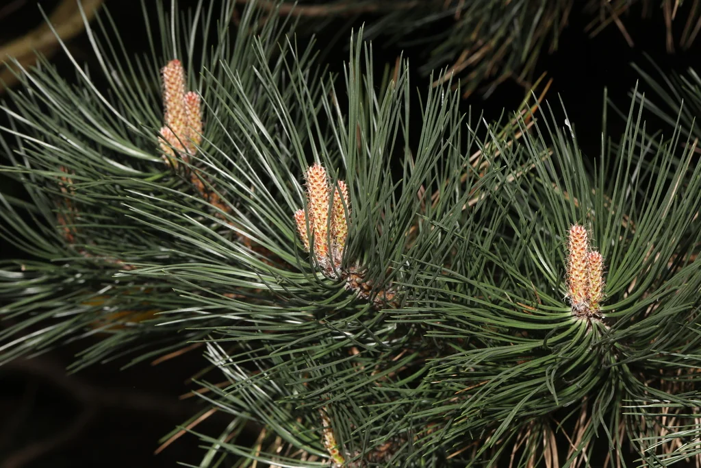 Pinus nigra